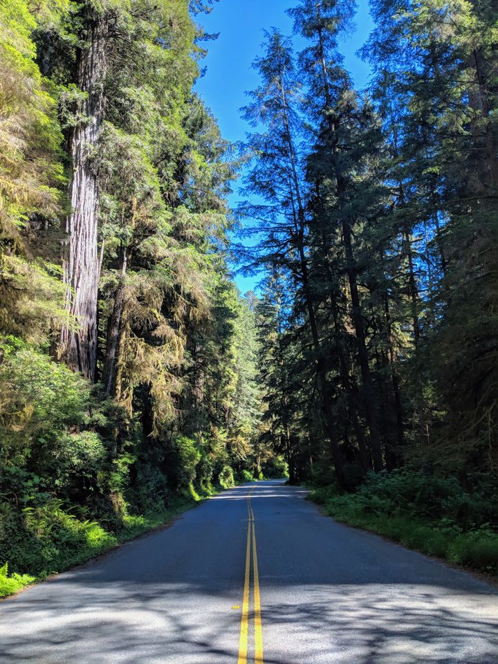 The Redwoods
