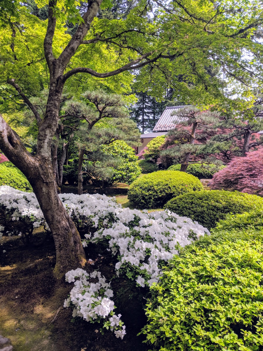 Scenes from the Japanese garden
